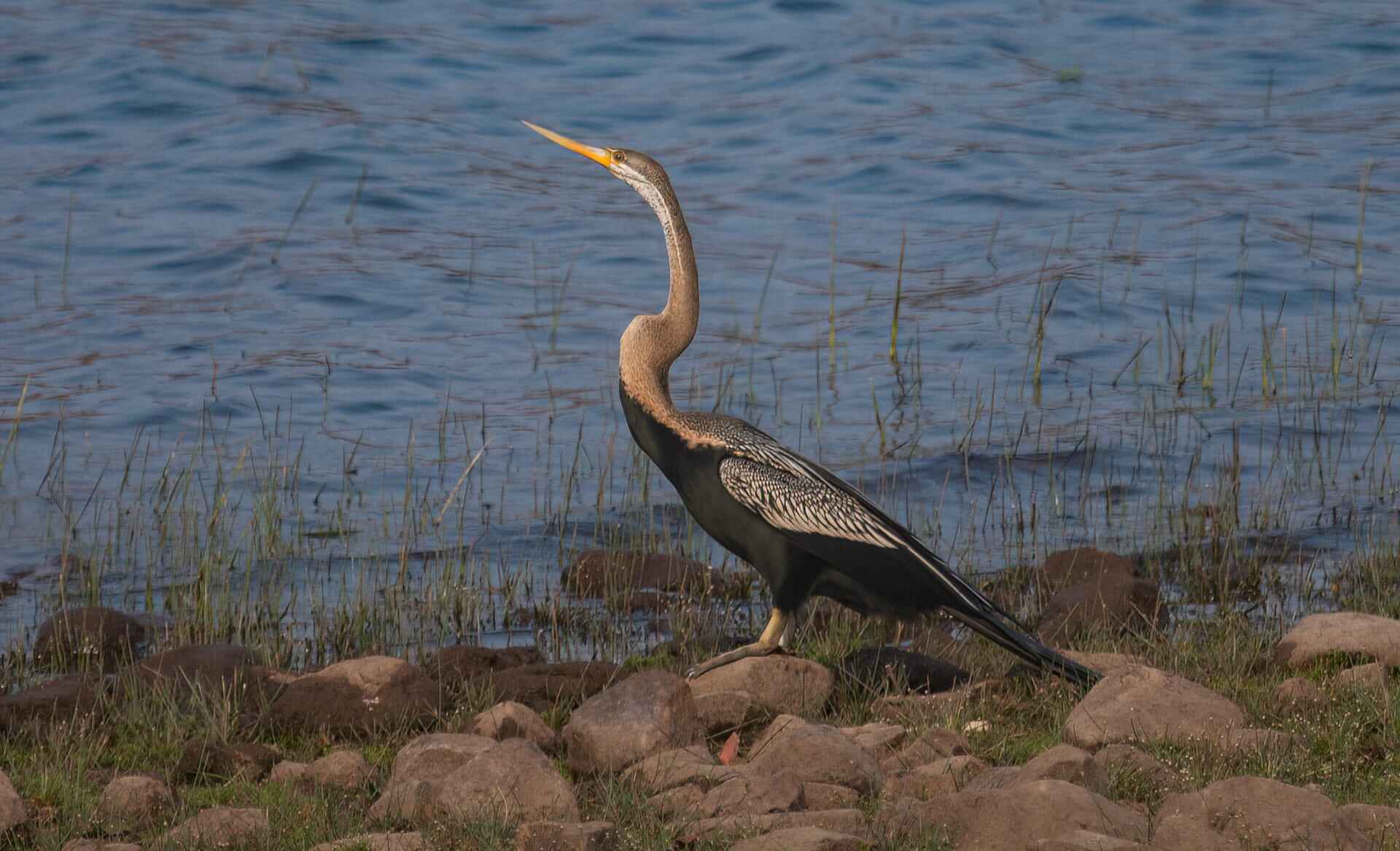 Darter